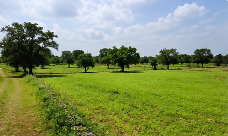 15 बीघा कृषि भूमि
